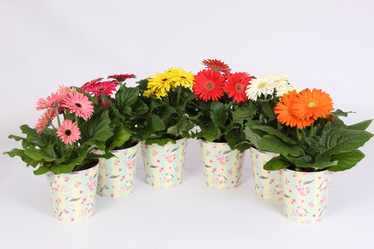 Gerbera Gemengd 2+ Beker Birds & Flowers