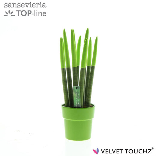 Sans Cyl Velvet Touchz Groen Keramiek