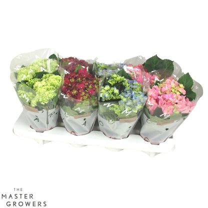 Hydrangea M Gemengd 3+