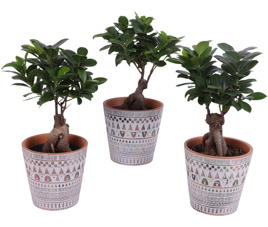Ficus Mi Ginseng Keramiek Inca