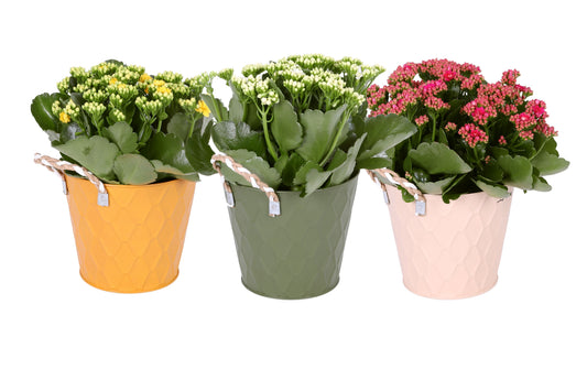 Kalanchoe Mini Gev Gemengd Zink Lue