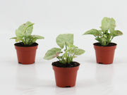 Syngonium Confetti