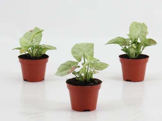 Syngonium Confetti