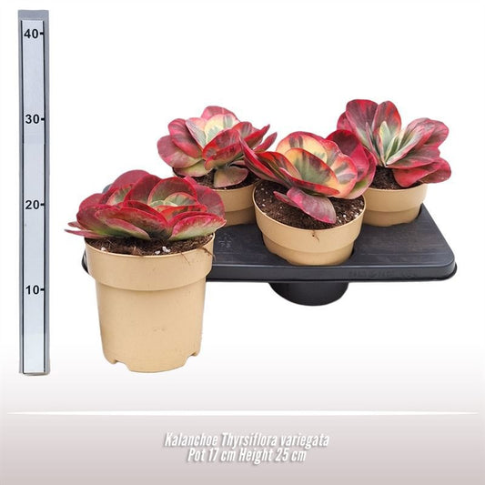 Kalanchoe Thyrsiflora variegata