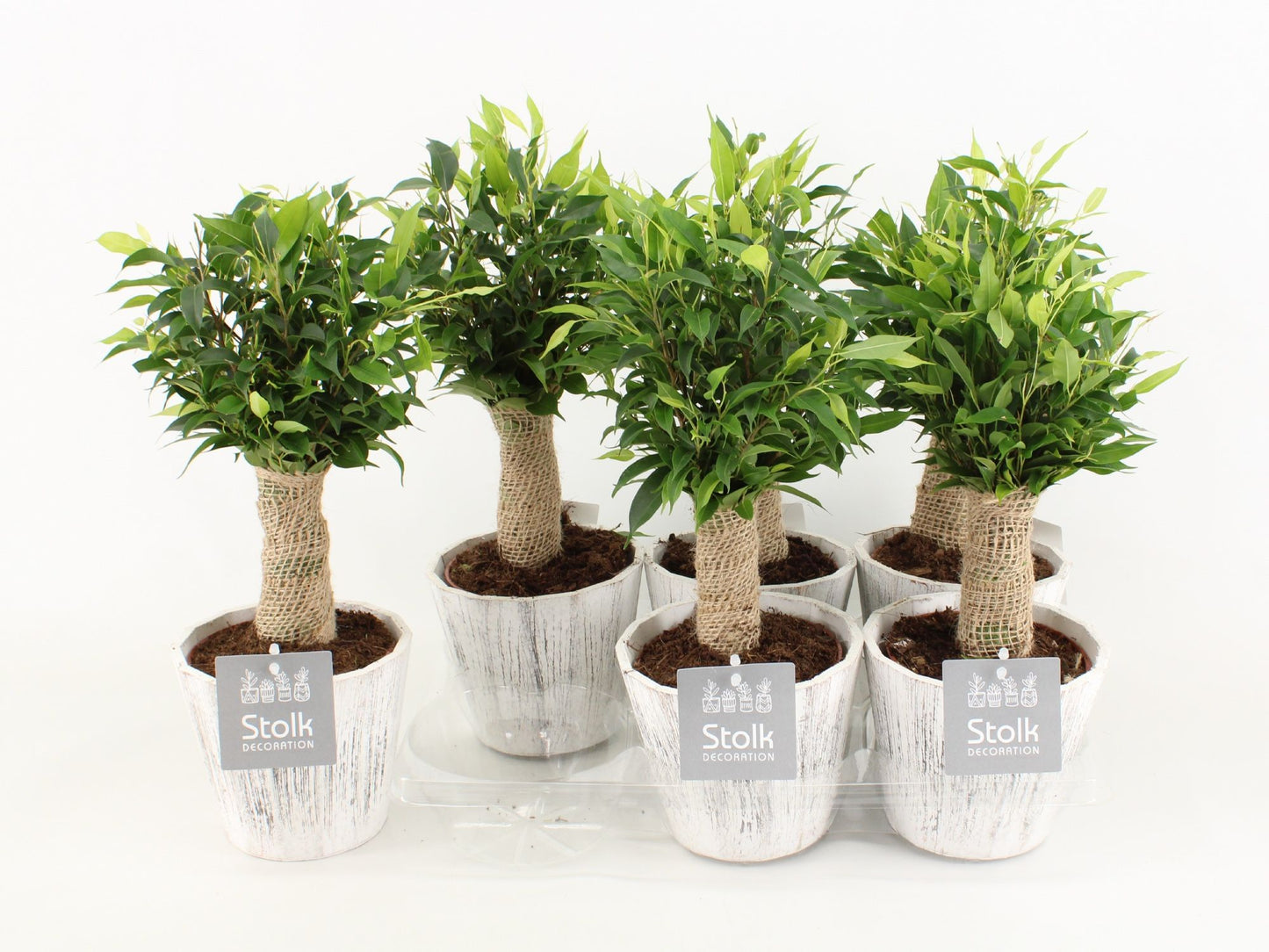 Ficus Be Natasja Wood Wit