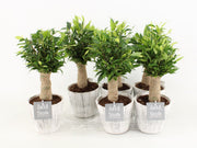 Ficus Be Natasja Wood Wit