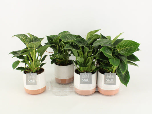 Phil White Wave Keramiek Milou