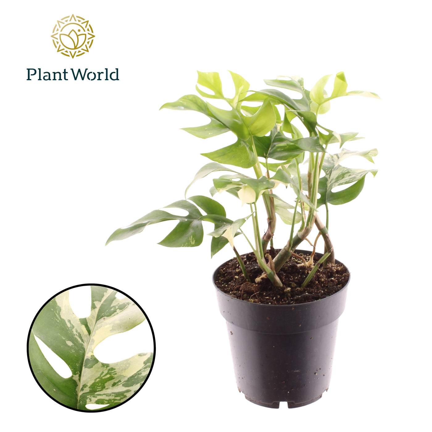 Monstera Minima