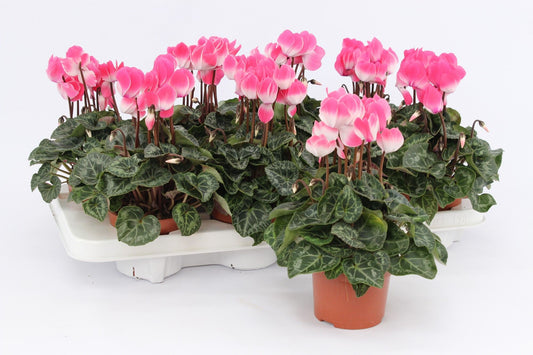 Cyclamen Per Indiaka Salmon