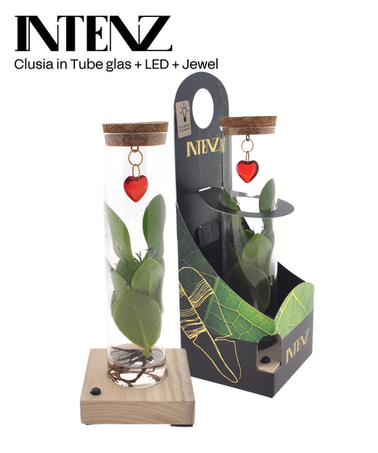 Opm Intenz Gemengd Glas Tube + Jewel, Led & Giftpa