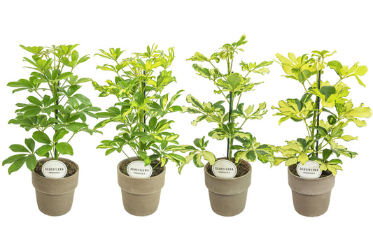 Schef Ar Gemengd Terracotta Grijs