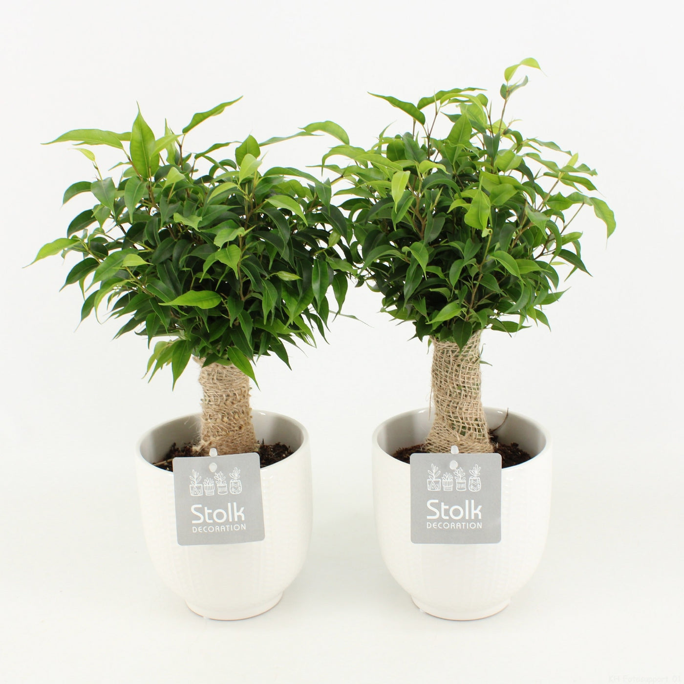 Ficus Be Natasja Keramiek Liv