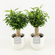 Ficus Be Natasja Keramiek Liv