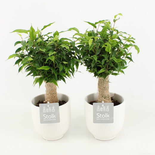Ficus Be Natasja Keramiek Liv