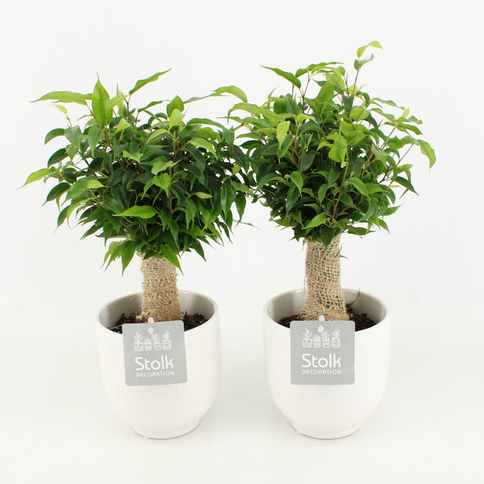 Ficus Be Natasja Keramiek Liv