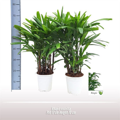Rhapis Excelsa