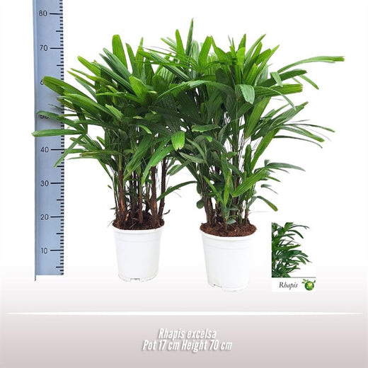 Rhapis Excelsa