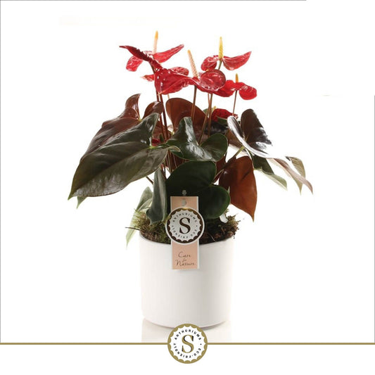 Anthurium St Coral Champion Keramiek Bari White