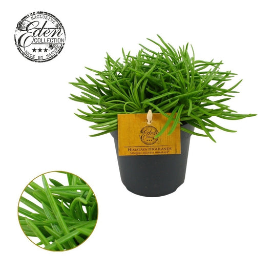 Senecio Ar Himalaya