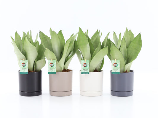 Sans Tri Moonshine Keramiek Hainan