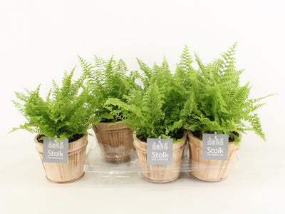 Nephr Ex Vitale Wood