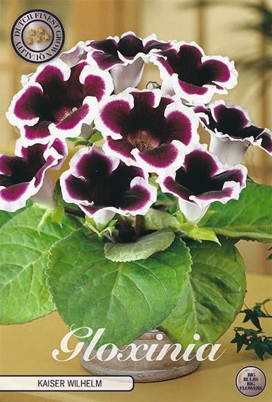 Bloembol Gloinia Kaiser Wilhelm (1) 5/6