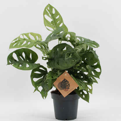 Monstera Ad Monkey Leaf