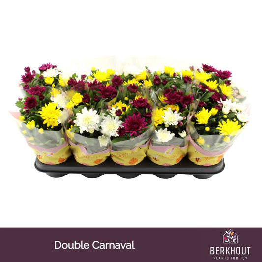 Chrysanthemum Gemengd Double Carnaval