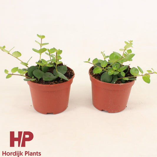 Aeschynanthus Pink Polka Groen