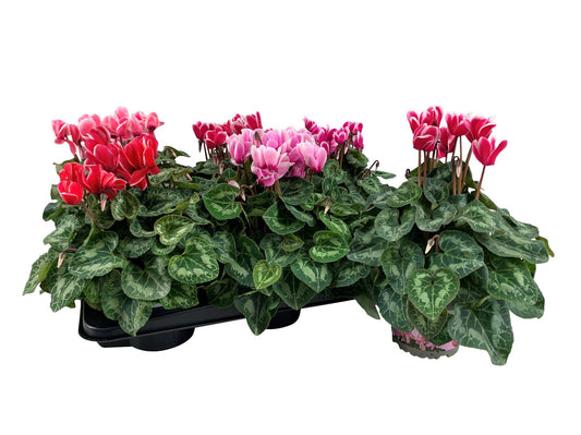Cyclamen Per Halios Fantasia Gemengd