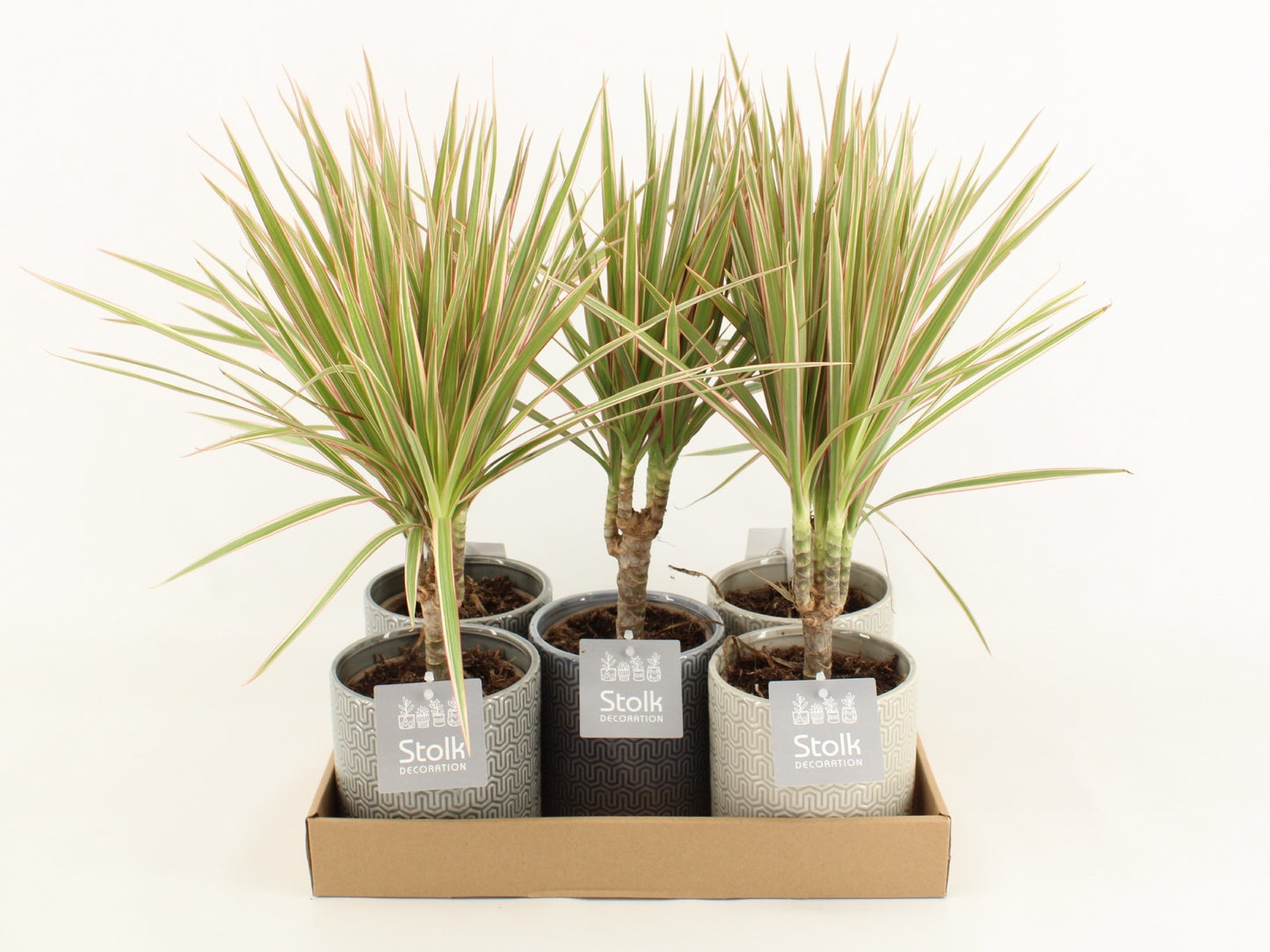 Dra Ma Bicolor Keramiek Gaia