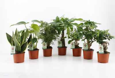 Ov Kamerplanten Gemengd Exotic