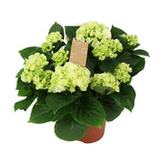 Hydrangea M Crystal Palace 7+