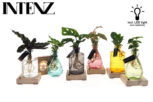 Opm Intenz Gemengd Glas Salinas + Led