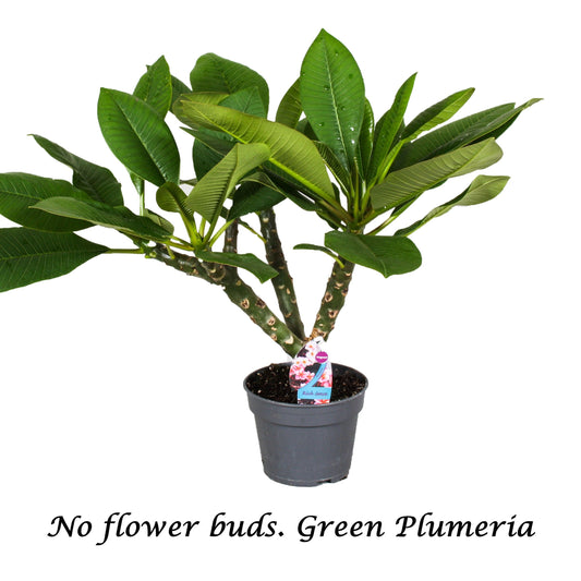 Plumeria Gemengd 2-3 Tak