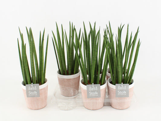 Sans Cyl Keramiek Terracotta