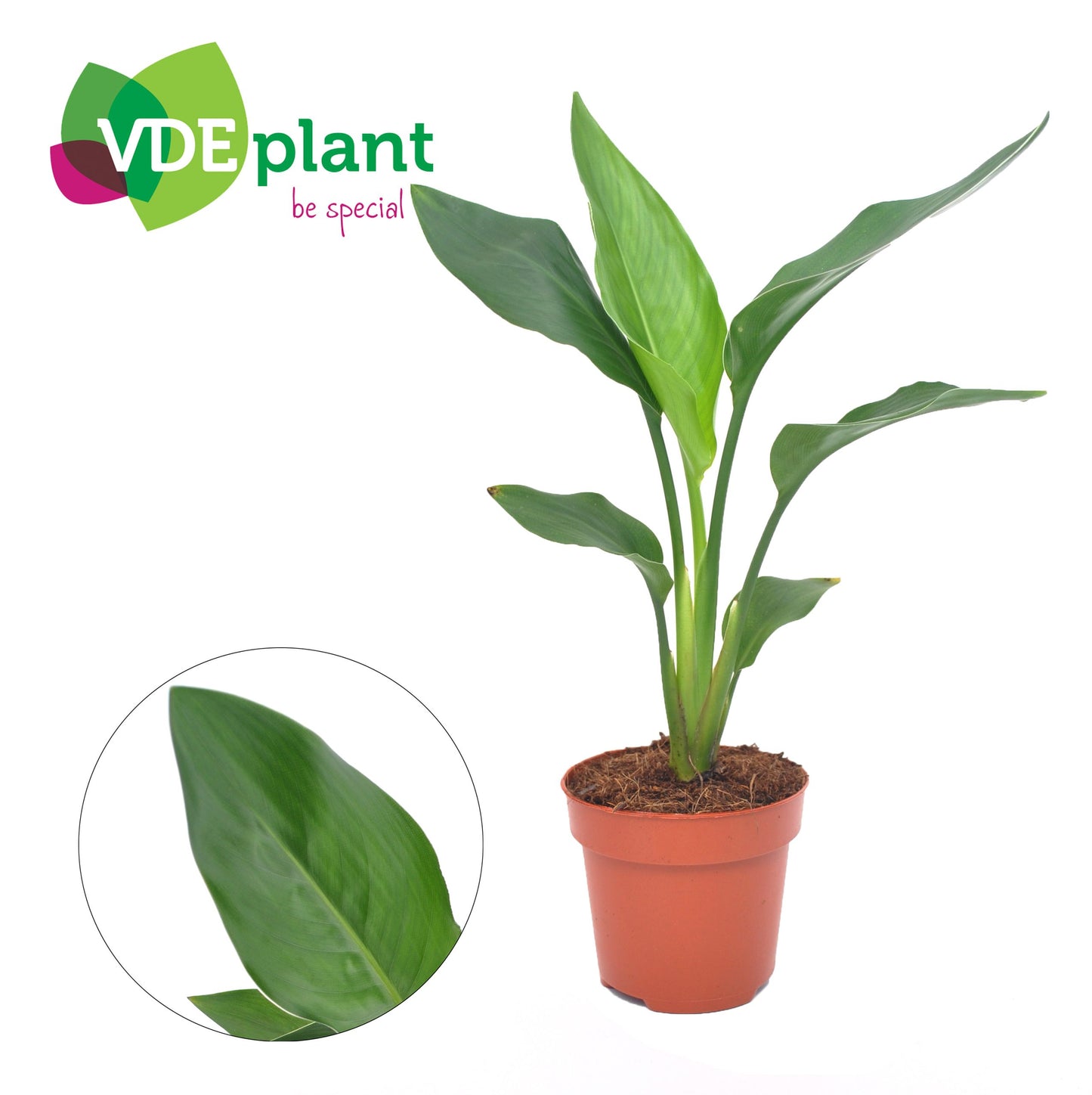 Strelitzia Reginae (without Flower)