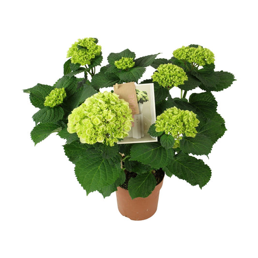 Hydrangea M High ice 5+ Kop