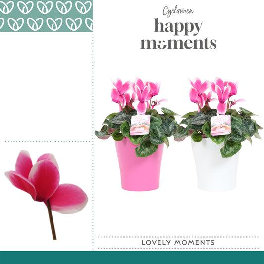 Cyclamen Per Lovely Moments Keramiek Amy