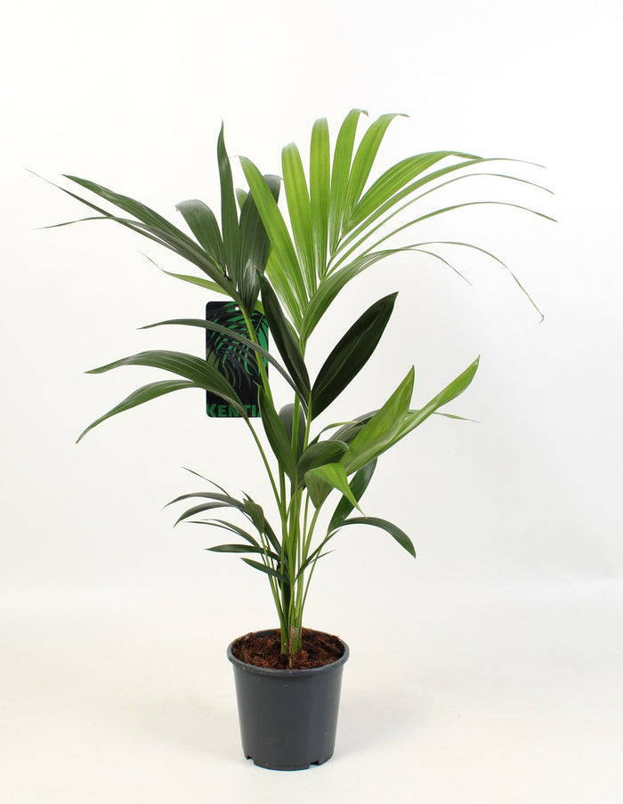 Howea Forsteriana 3pp