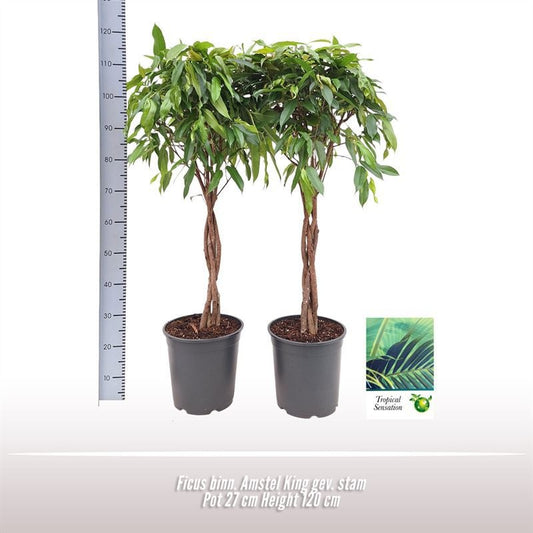 Ficus Bi Amstel King Stam Gevlochten