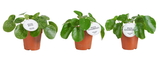 Pilea Peperomioides Gemengd Variegated