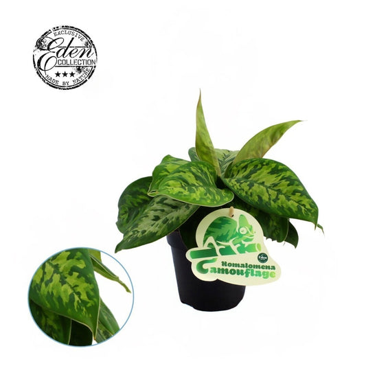 Homalomena Wa Camouflage