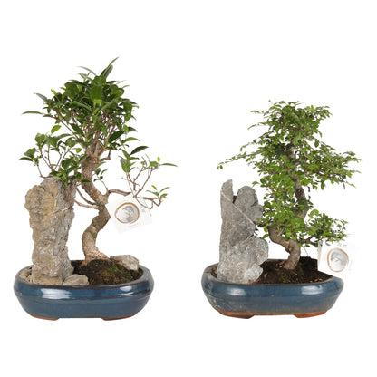 Bonsai (indoor) Gemengd Keramiek + Rock