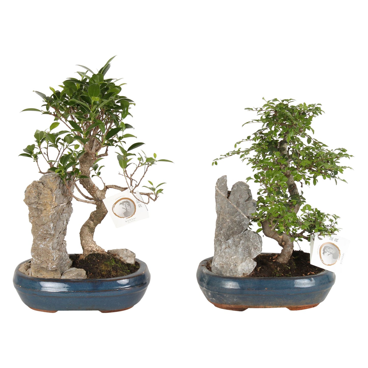 Bonsai (indoor) Gemengd Keramiek + Rock