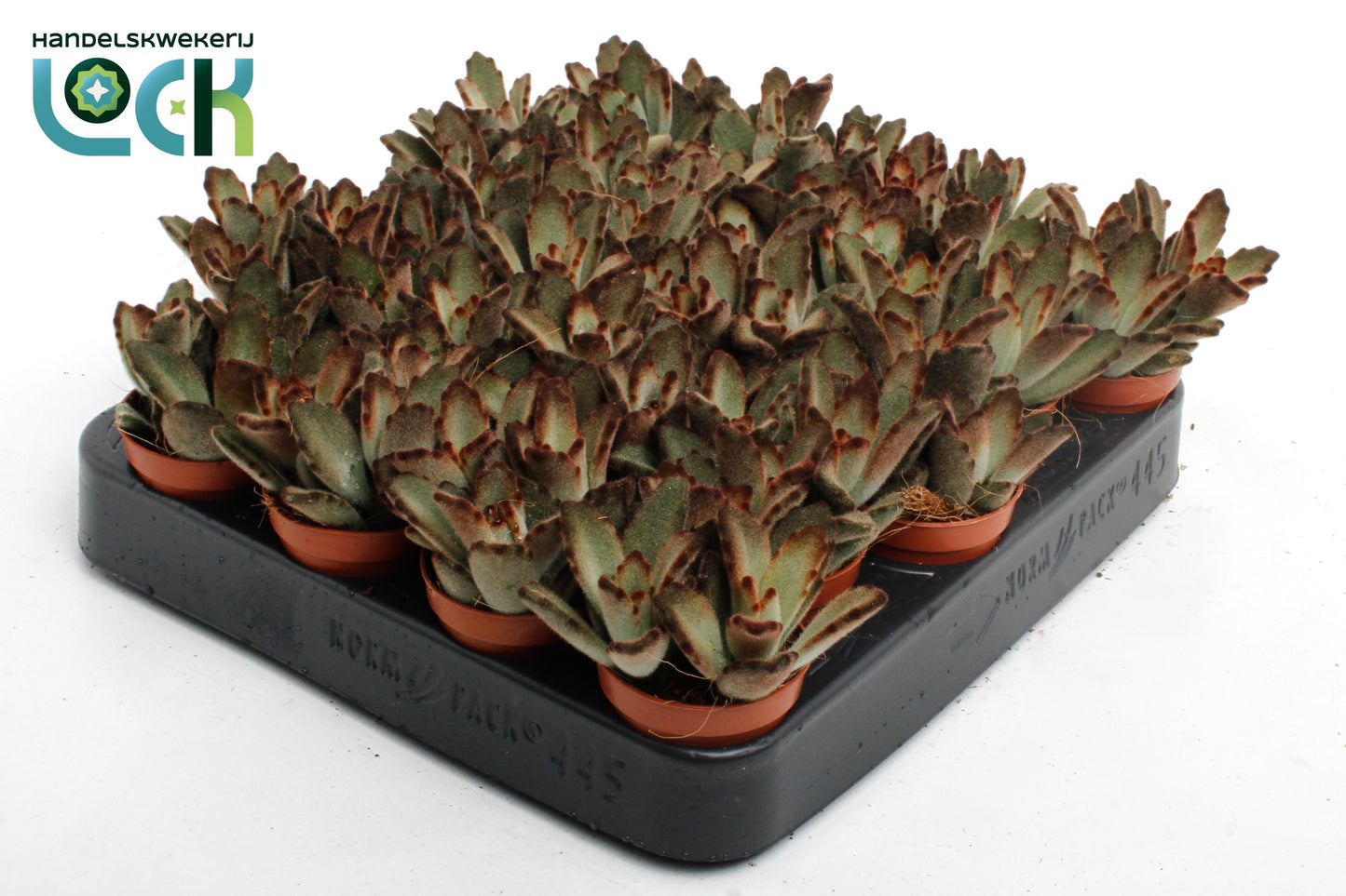 Kalanchoe Tomentosa Dark
