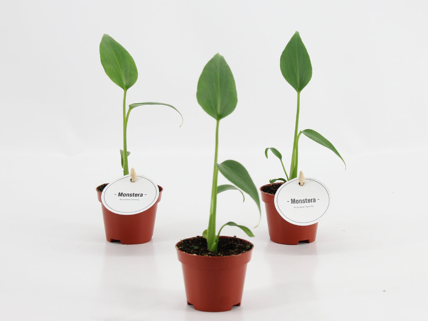 Monstera Burle Marx Flame