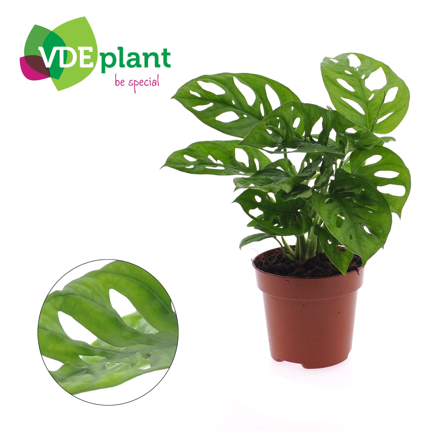 Monstera Adansonii
