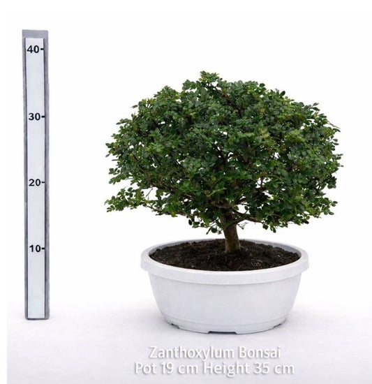 Zanthoxylum Bonsai schaal