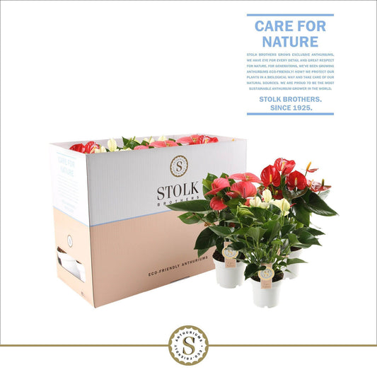 Anthurium St Gemengd 5kl Ecobo
